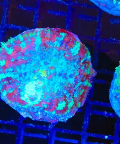 Wysiwyg Blue Storm Trooper Rhodactis (C134)