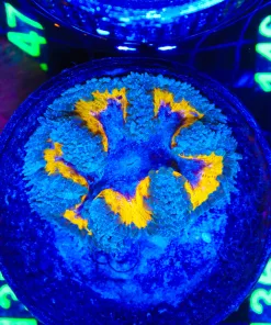 Wysiwyg Super Vibrant Rock Flower Anemone (C136)