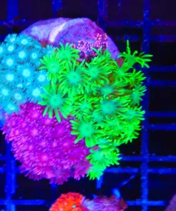 Wysiwyg Flowerpot Combo  (C138)