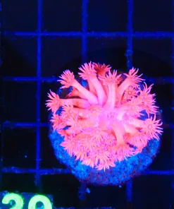 Wysiwyg Flowerpot (C139)