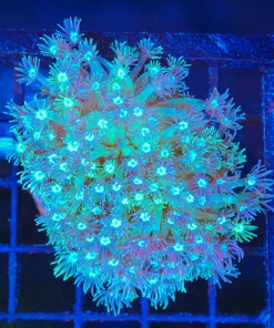 Wysiwyg Flowerpot Colony (C140)