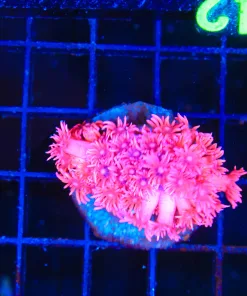 Wysiwyg Flowerpot Coral  (C142)