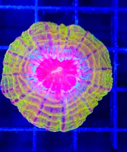 Wysiwyg Mini Acanthophylia !!! Smallest we have ever seen, perfect for collector nano reef tanks (C143)