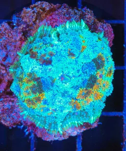 Wyswiyg Blue Rhodactis Mushroom (C144)  *rare color*