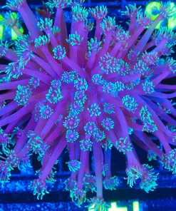 Wysiwyg Flowerpot Coral (C145)