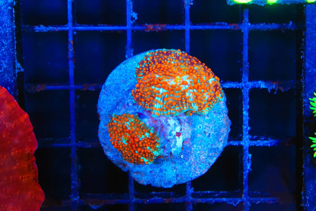Frag Box Corals