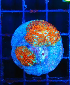 Wysiwyg 2x Ultimate Interstellar Mushrooms (C148)