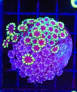 Wysiwyg Combo Alveopora Colony (C149)