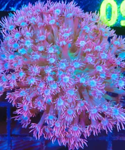 Wysiwyg Flowerpot Coral  (C150)