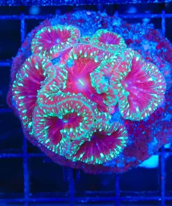 Wysiwyg Blastomussa Colony (C151)