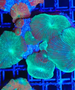 Wysiwyg Mushroom Rock Colony (C152)