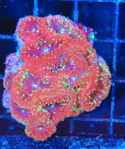 Wysiwyg Blastomussa (C153)