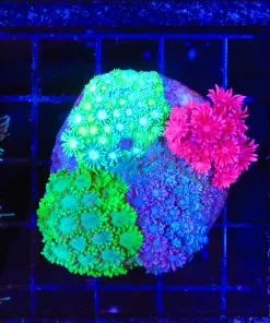 Wysiwyg Combo Flowerpot (C155)