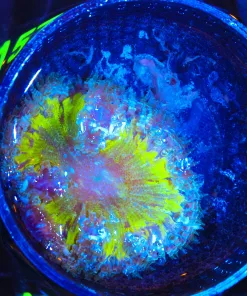 Wysiwyg Lemon Rock Flower Anemone  (C156)