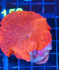 Wysiwyg MASSIVE Iron Man Mushroom  (C157)