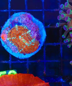 Wysiwyg Ultimate Interstellar Mushroom Coral (C158)