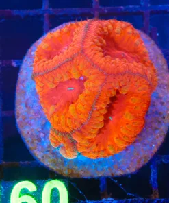 Wysiwyg Blastomussa Colony (C159)