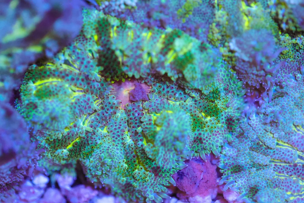 Frag Box Corals