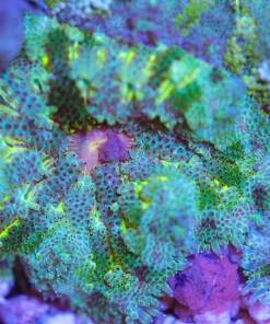 Max Mini Carpet Anemone