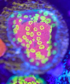 Firewalker Cyphastrea Coral Frag (Row #26:B) *Intense color - fast growing*