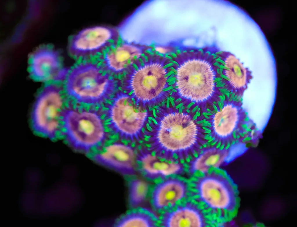 Frag Box Corals