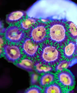 Lazer Lemon Zoanthid  Frag (Row #9:B)