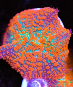 Forest Fire Mushroom Coral Frag (Row #89)