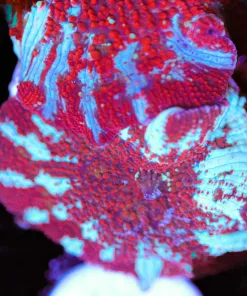 Red Riding Hood -  Discosoma Mushroom Coral Frag (Row #91)