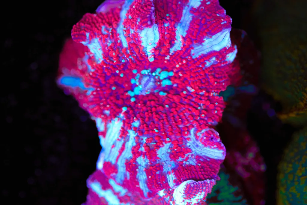 Frag Box Corals