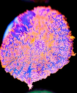 Fireworks Mushroom Frag (Row #93)