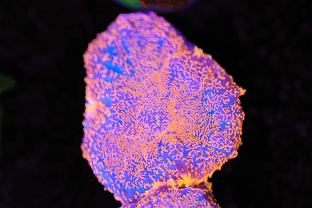 Frag Box Corals