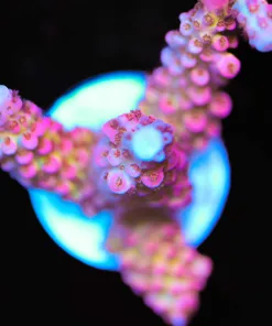 Ragnarock Acropora Frag (A16)