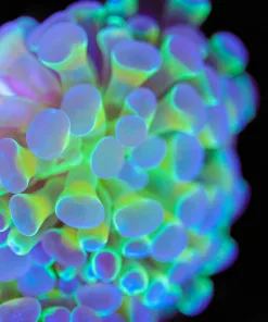 Aquaman Hammer Coral Frag (Row #80)