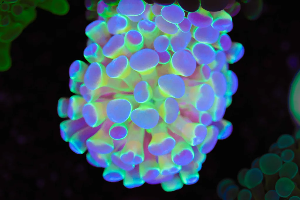 Frag Box Corals