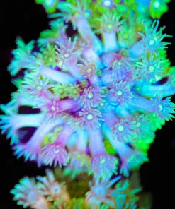 Lemon Lime Flowerpot Frag (Row #75)