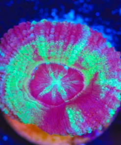 Wysiwyg Acid Trip Acan Frag [F9]