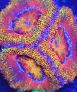 Wysiwyg Ultra Orange Acan Frag [F19]
