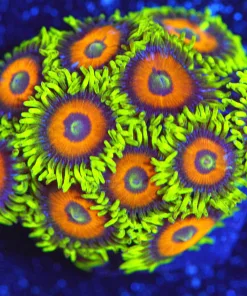 Wysiwyg Super Sayian Zoanthid Frag *Many Heads* [F23]