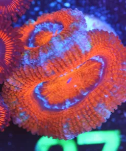 Wysiwyg  Acan Frag [F27]