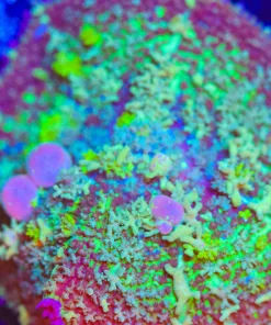 Wysiwyg Persian Rug Caper - Starting To Bounce [F28]