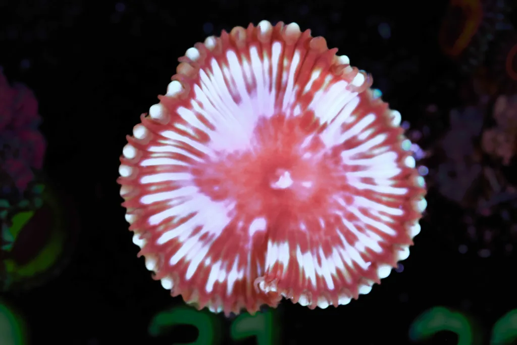 Frag Box Corals