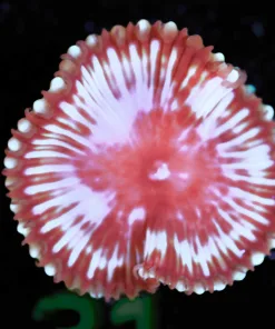 Wysiwyg Palythoa Grandis Frag  [F31]