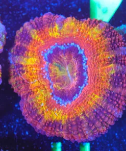 Wysiwyg Gamma Reaper Acan Frag [F4]