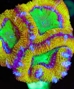 Wysiwyg Lemon Drop Acan Frag [F6]