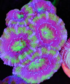 Wysiwyg Large Royal Grape Acan Frag [F8]