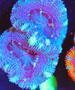 Wysiwyg Ice Laser Acan Frag [F10] *Rare Color For Acans*