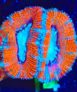 Wysiwyg Blue Phoenix Acan Frag [F14]