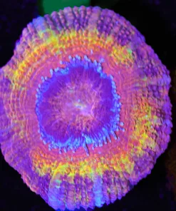 Wysiwyg Gamma Reaper Acan Frag [F20]