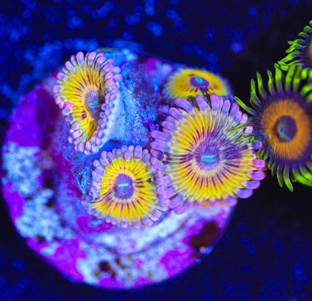 Frag Box Corals