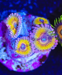 Wysiwyg Neon Honey Zoanthid Frag [F22]